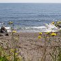 <p align=left>Me semble que les fleurs jaunes sont plus grosses au bord de la mer que chez nous!